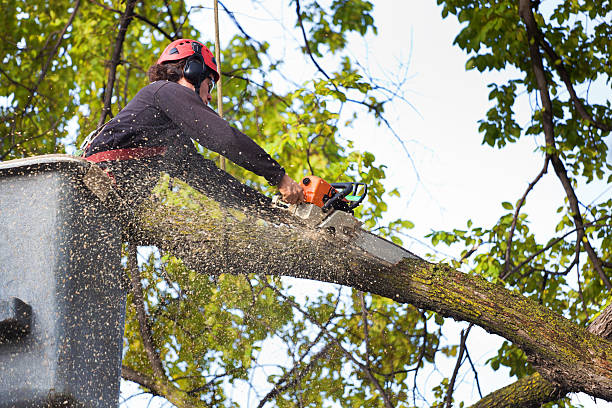 Tree Branch Trimming in Mondovi, WI